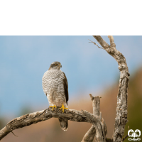 گونه طرلان Northern Goshawk 